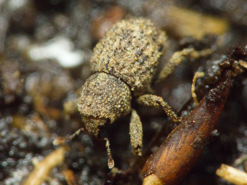 Acalles (Acalles) echinatus (Germar, 1824)